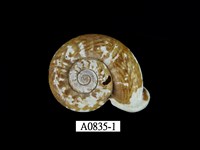 藏品(扁山蝸牛)的圖片